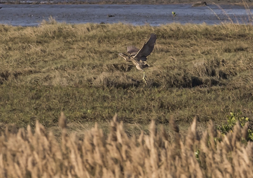 Eurasian Bittern - ML646553702