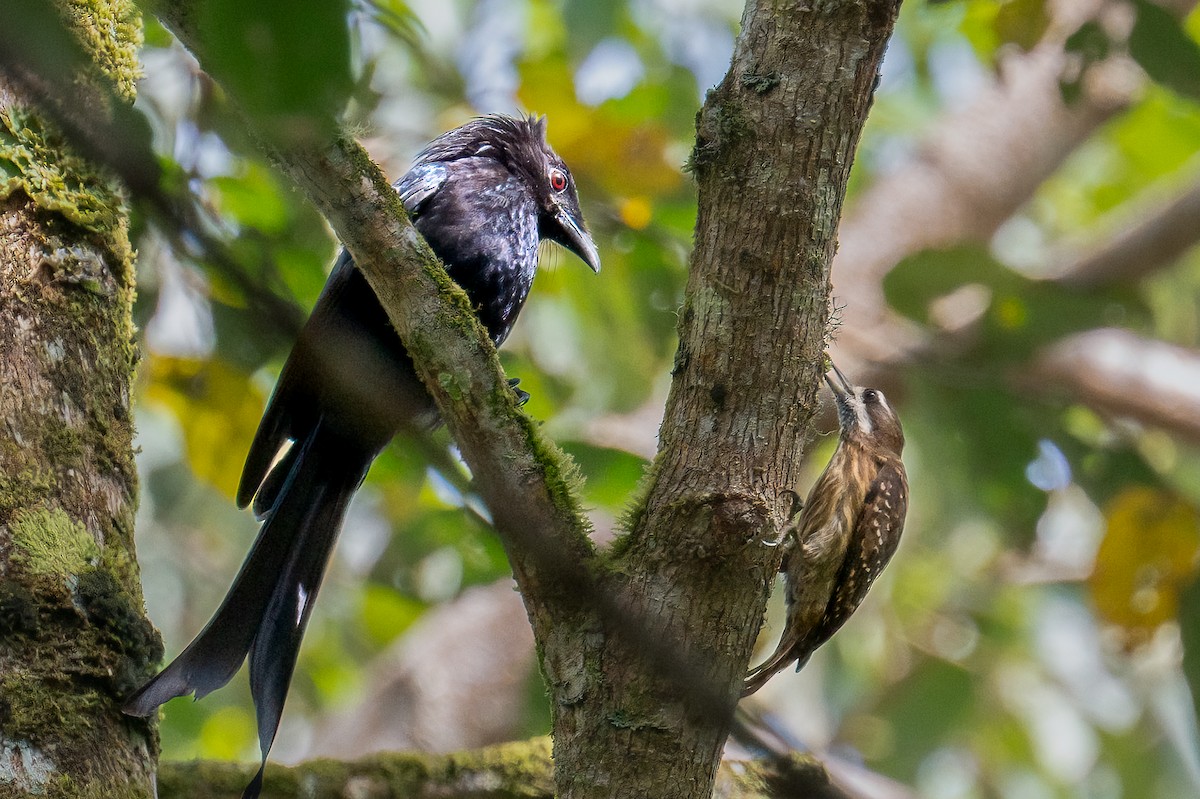 Sulawesi Pygmy Woodpecker - ML646553703