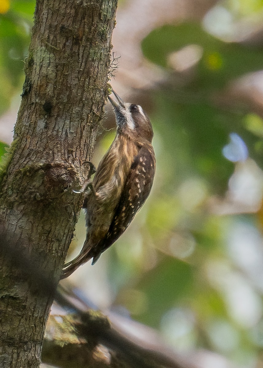 Sulawesi Pygmy Woodpecker - ML646553704