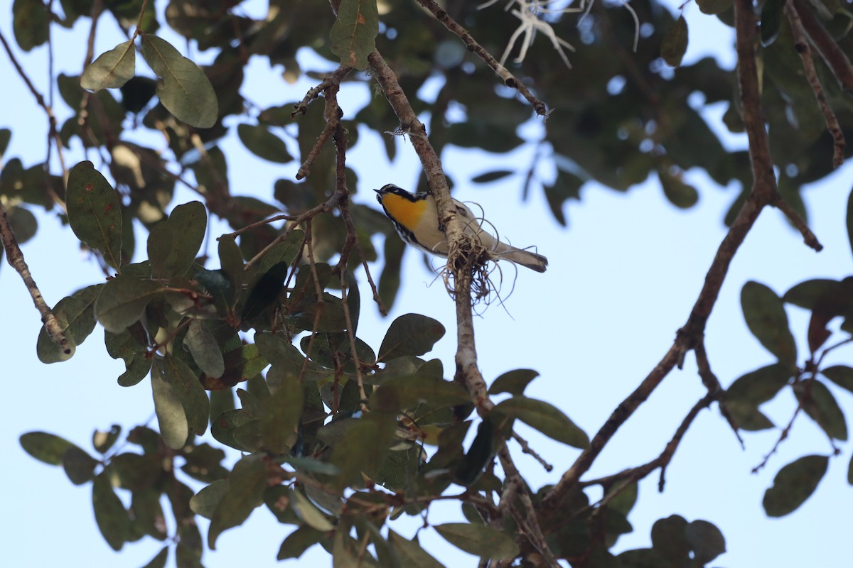 Yellow-throated Warbler - ML646553705