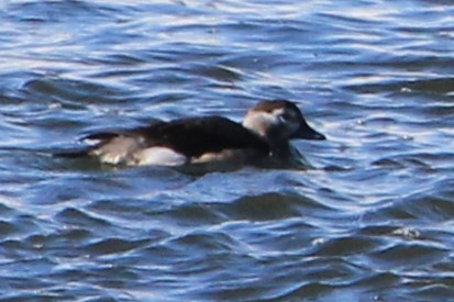 Long-tailed Duck - ML646553706