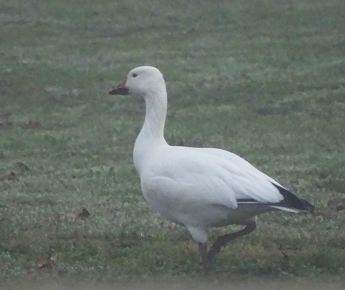 אווז שלג - ML646553708