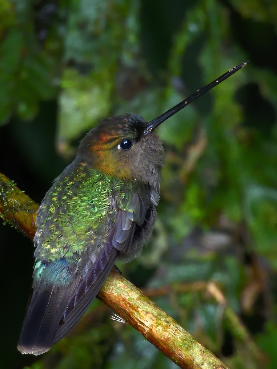 Green-fronted Lancebill - ML646553709