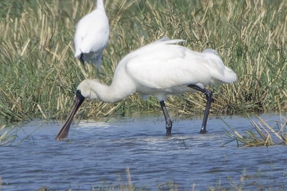 黑面琵鷺 - ML646553715