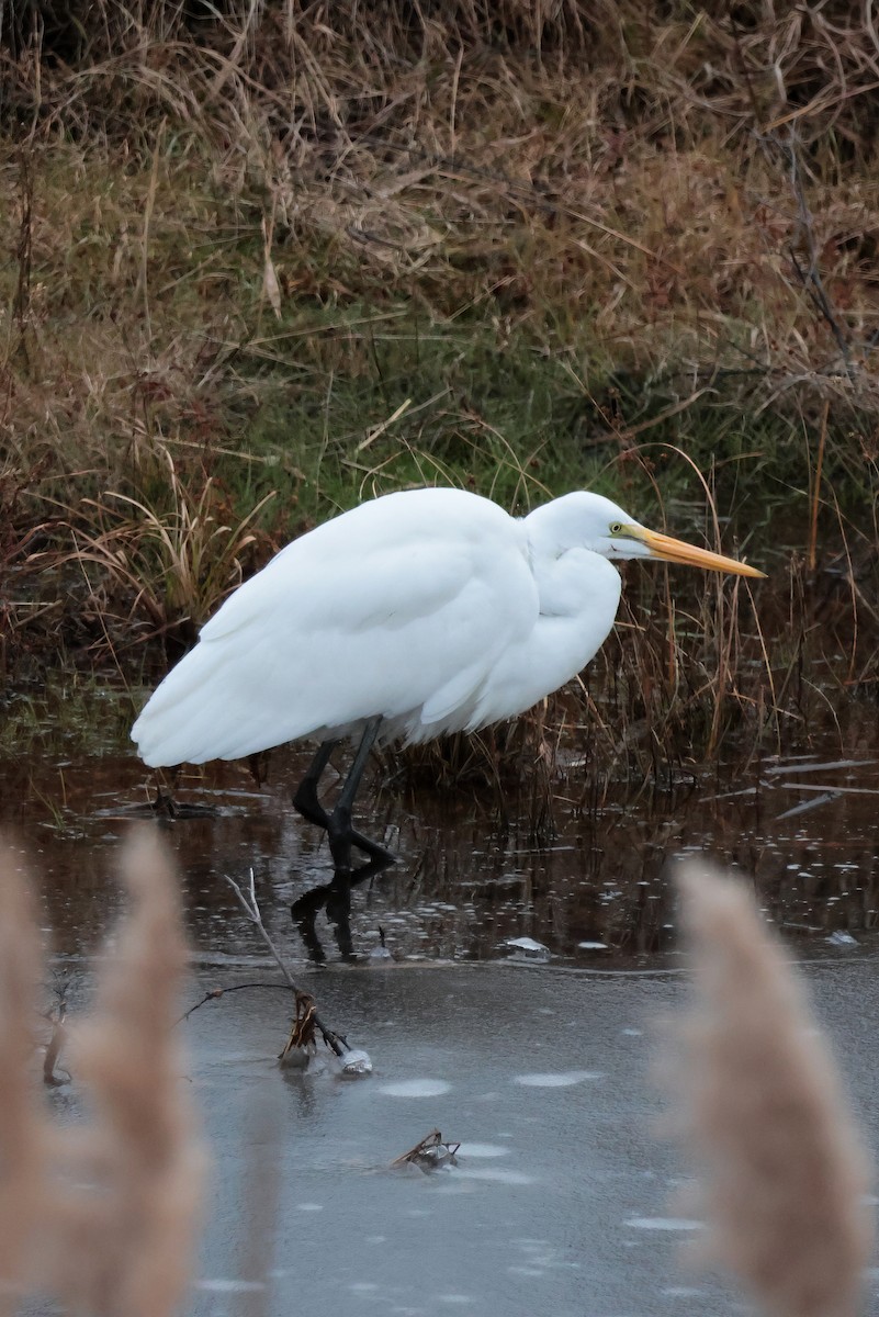 Great Egret - ML646553716