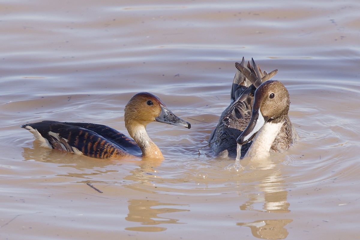 husička bažinná - ML646553720