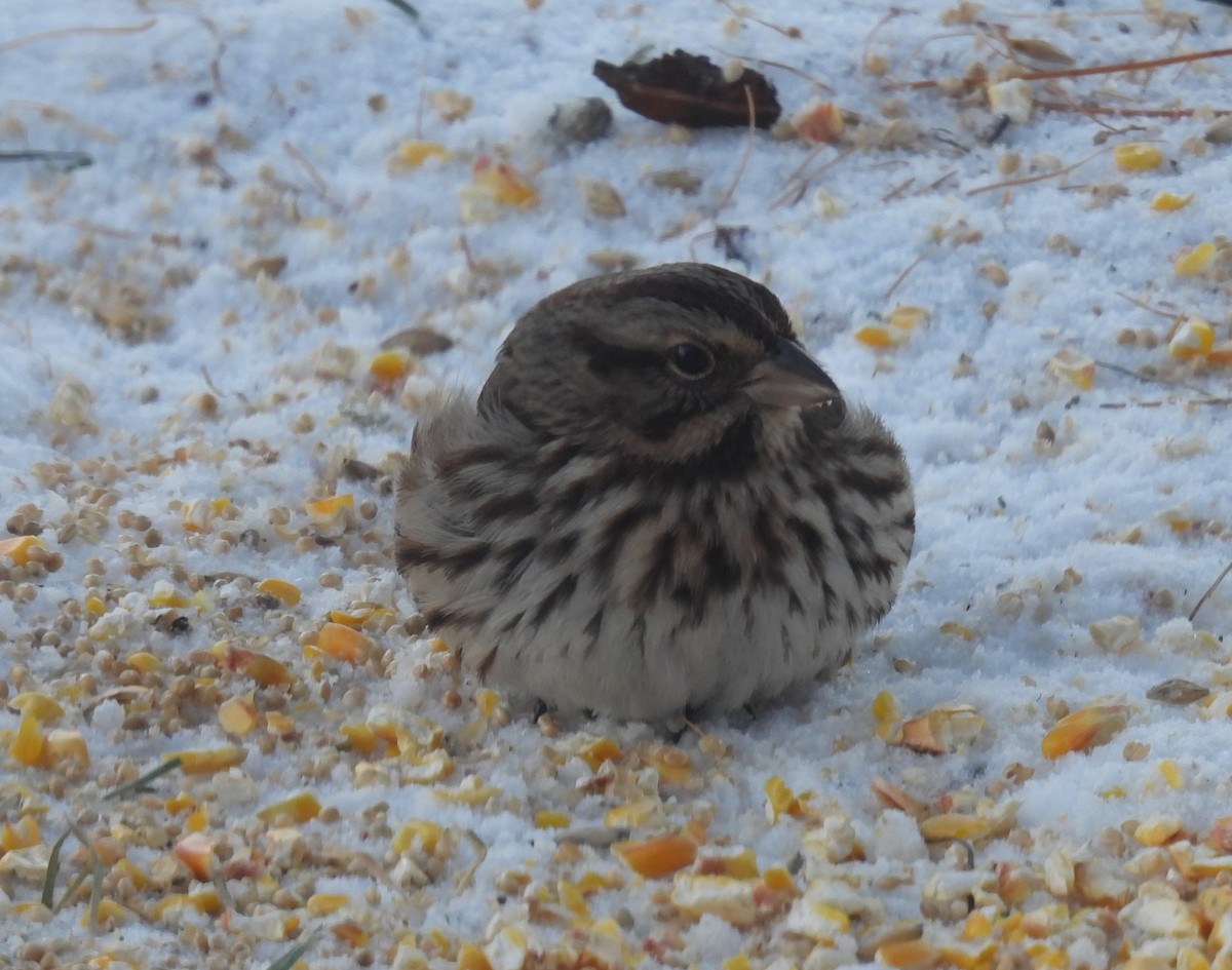 Song Sparrow - ML646553721