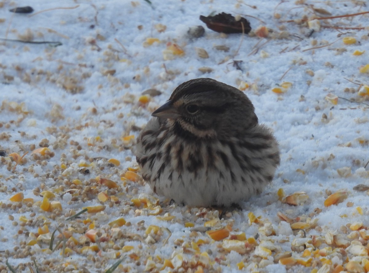 Song Sparrow - ML646553722