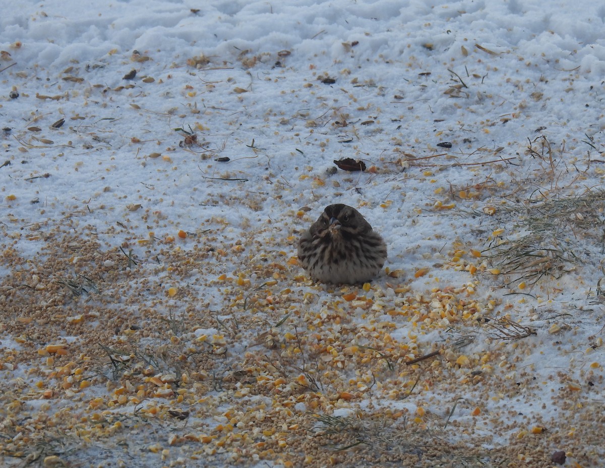 Song Sparrow - ML646553723