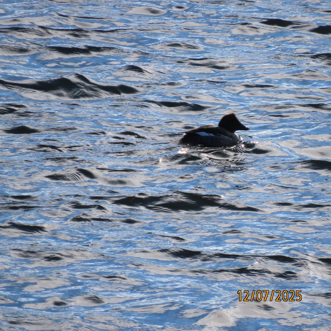 Гоголь - ML646553724