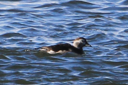 Long-tailed Duck - ML646553725
