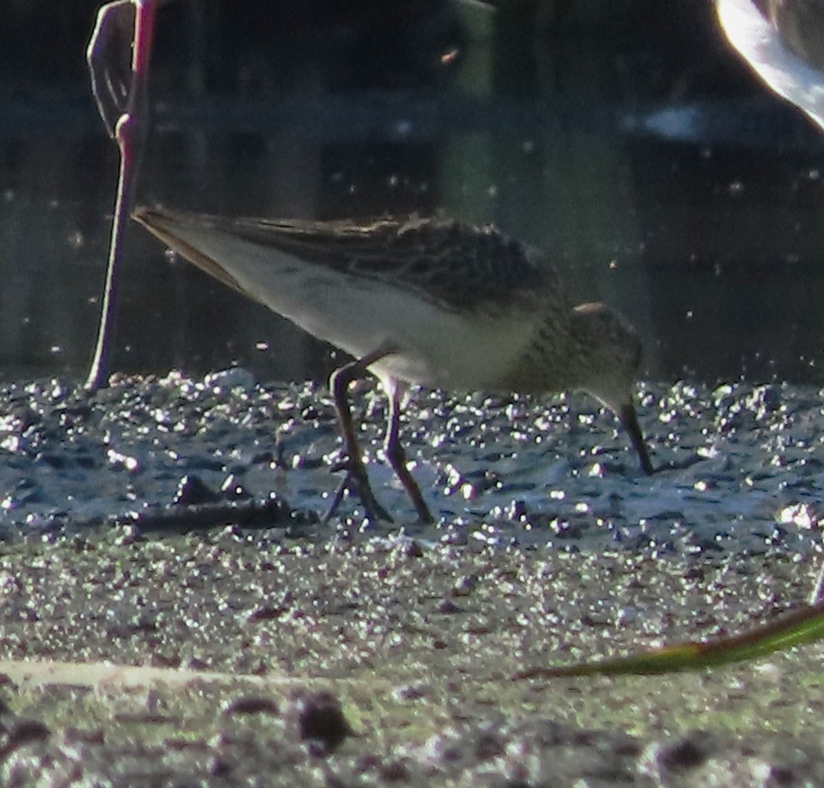 Побережник арктичний - ML646553726