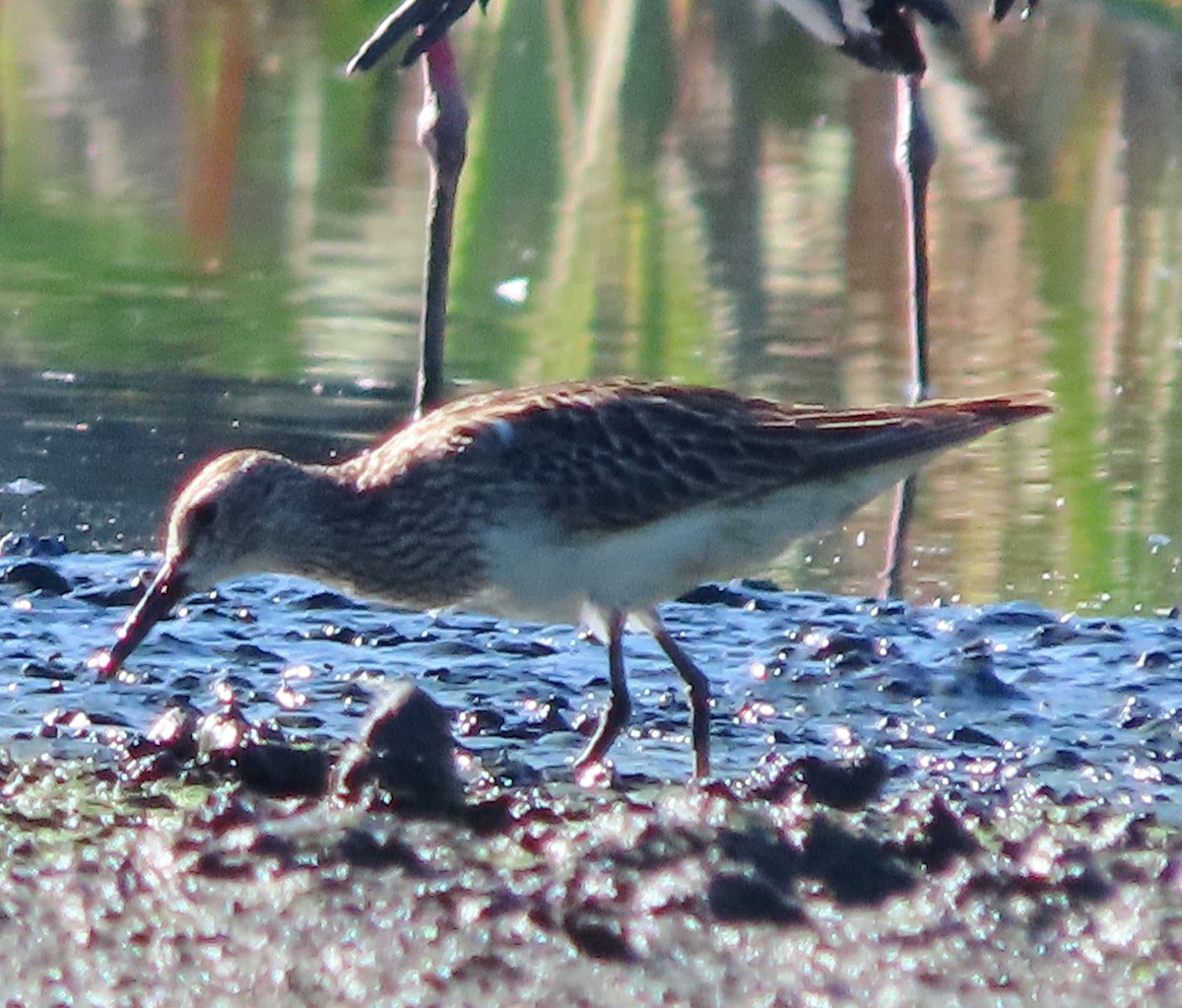 Побережник арктичний - ML646553727