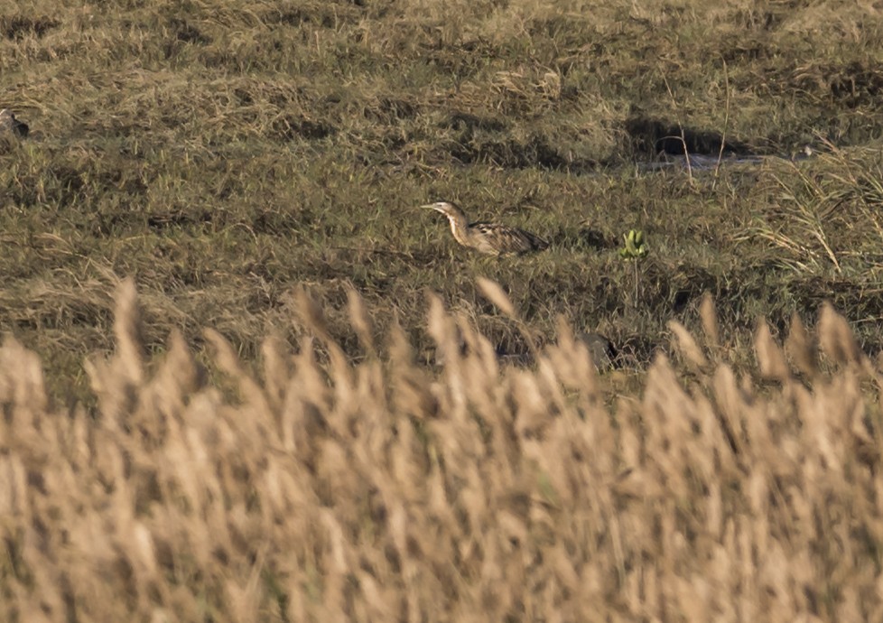 Eurasian Bittern - ML646553728