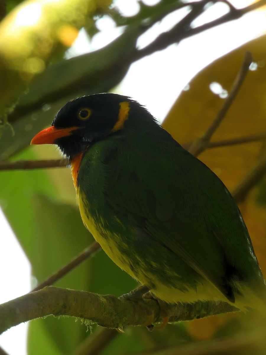Orange-breasted Fruiteater - ML646553729