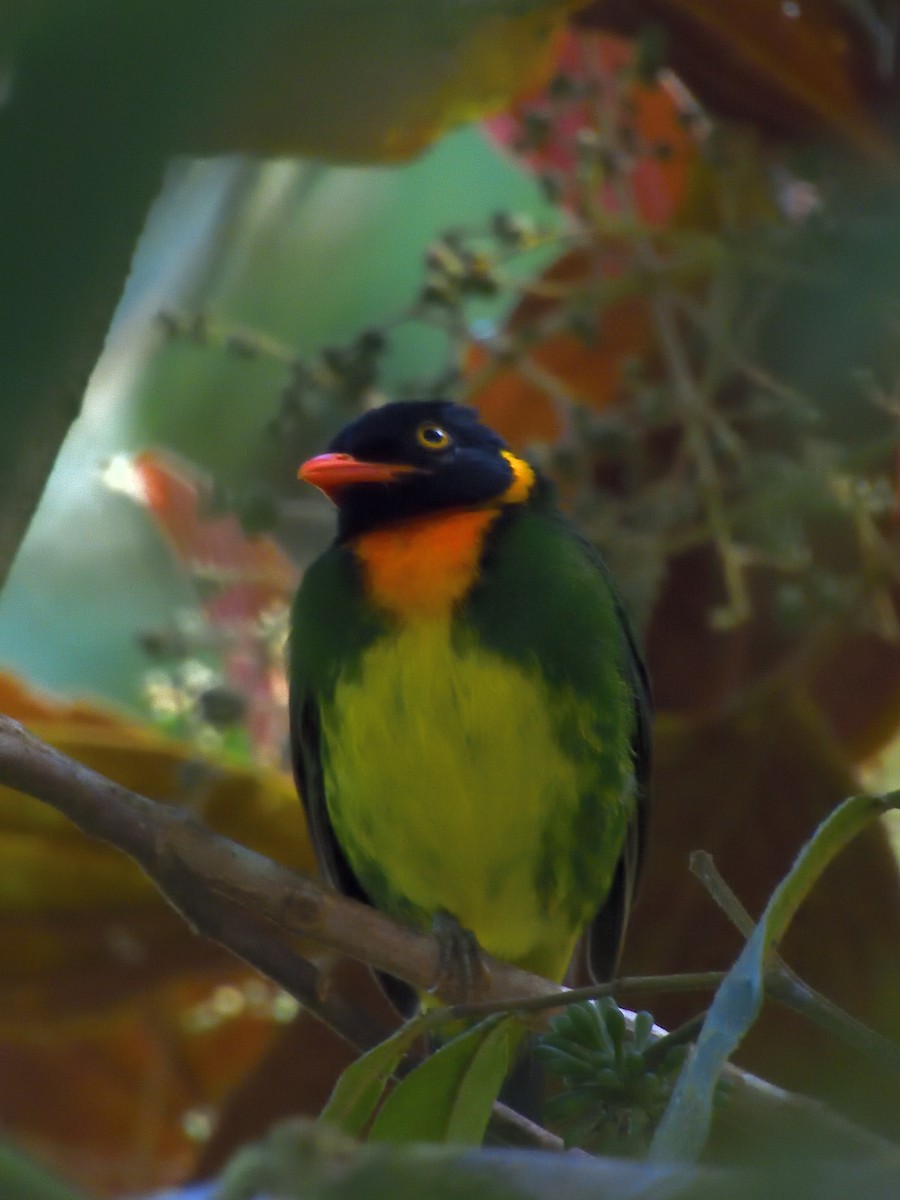 Orange-breasted Fruiteater - ML646553730