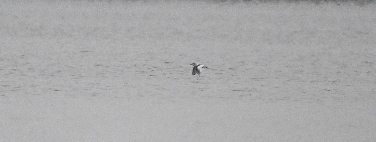 racek malý - ML646553731