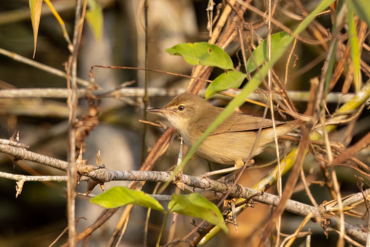 Очеретянка садова - ML646553733
