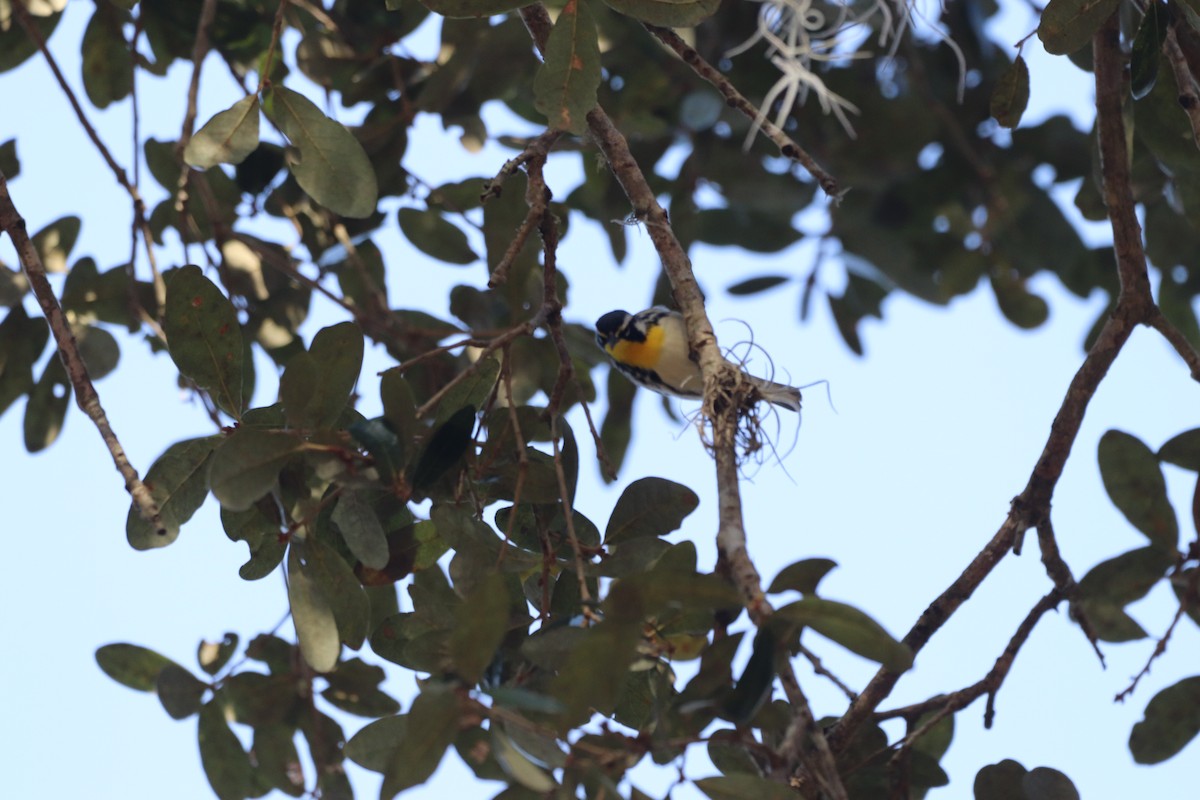 Yellow-throated Warbler - ML646553741