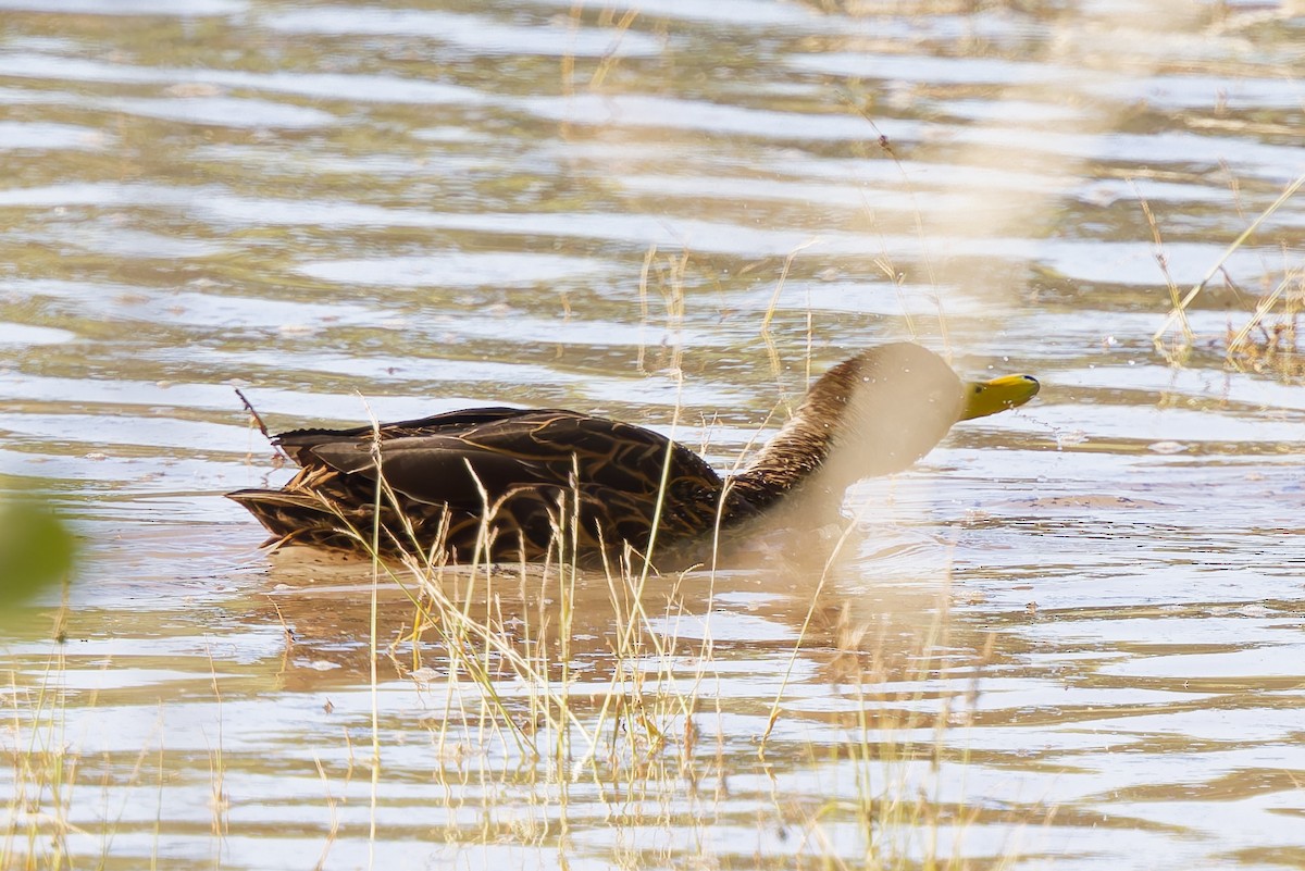 kachna mexická - ML646553742