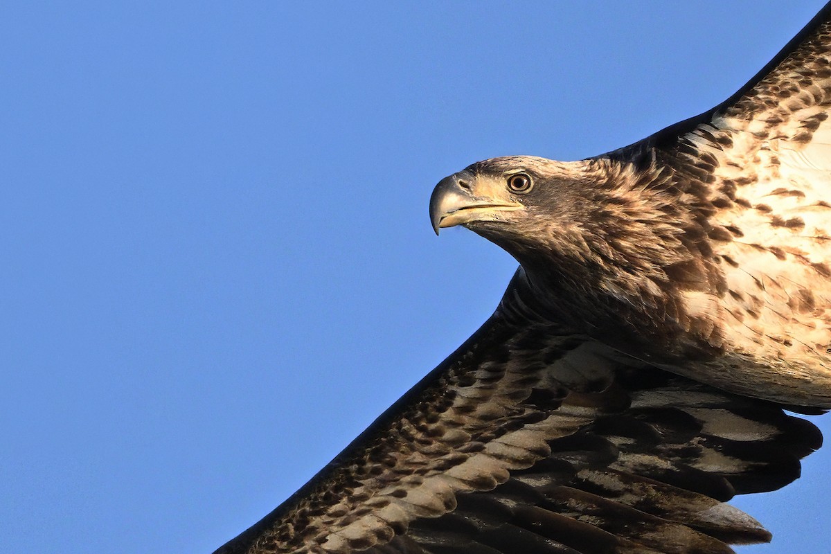 עיטם לבן-ראש - ML646553744