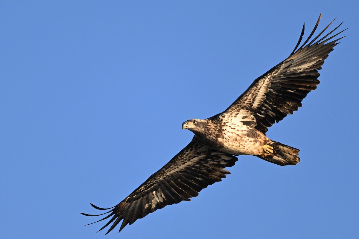 עיטם לבן-ראש - ML646553745