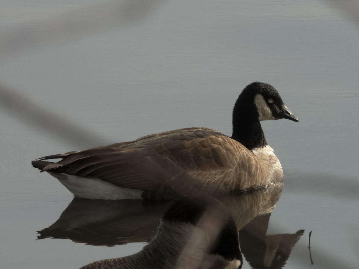 Canada Goose - ML646553746