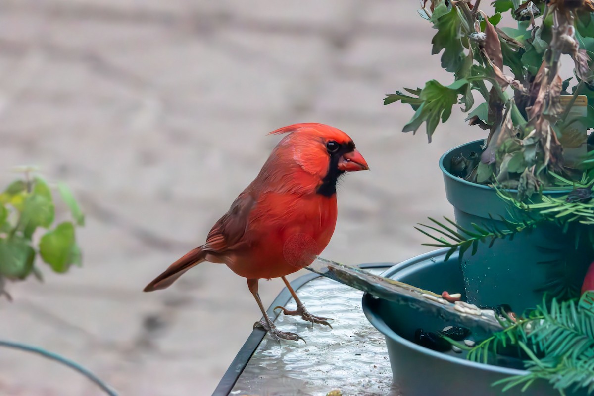 Northern Cardinal - ML646553747