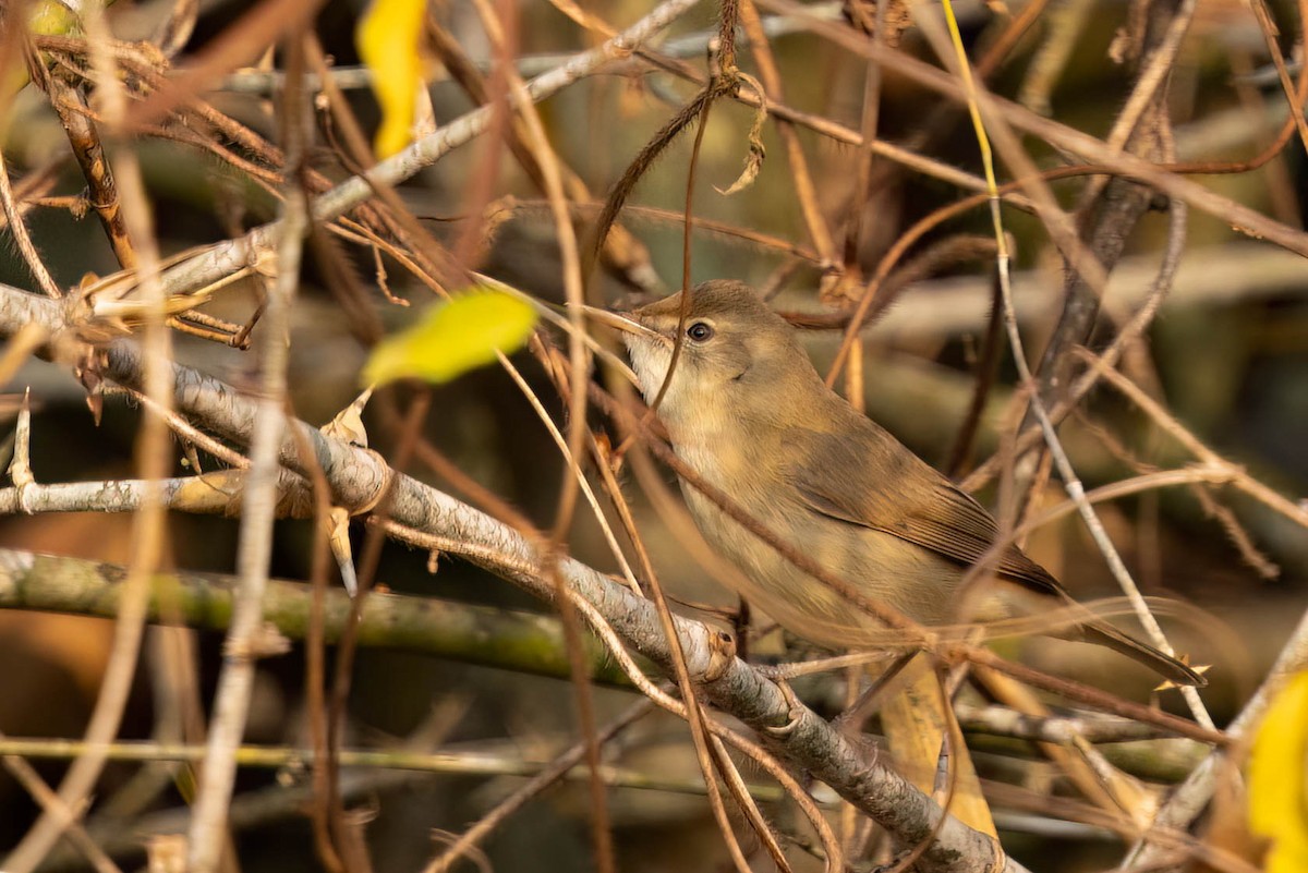 Очеретянка садова - ML646553748