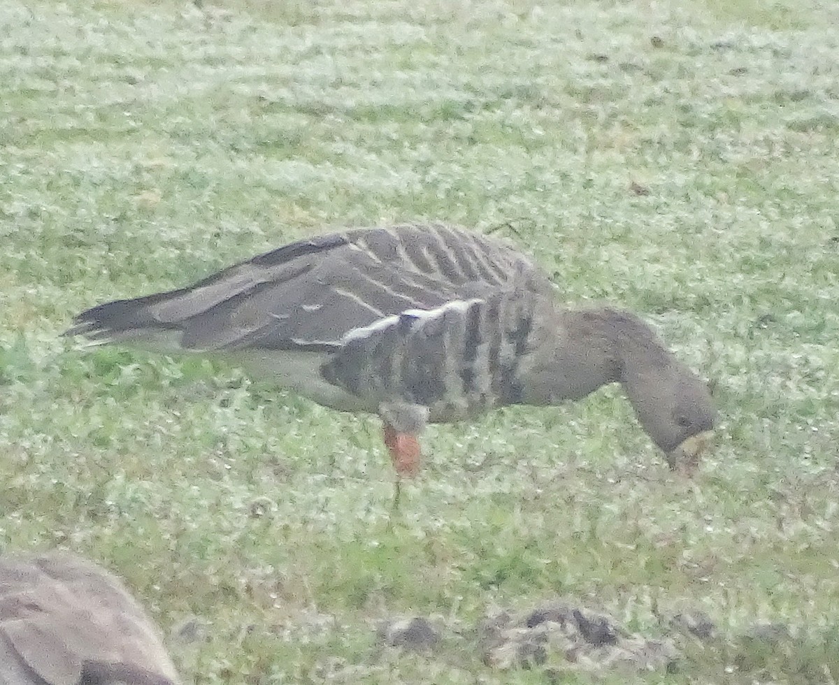 husa běločelá - ML646553749