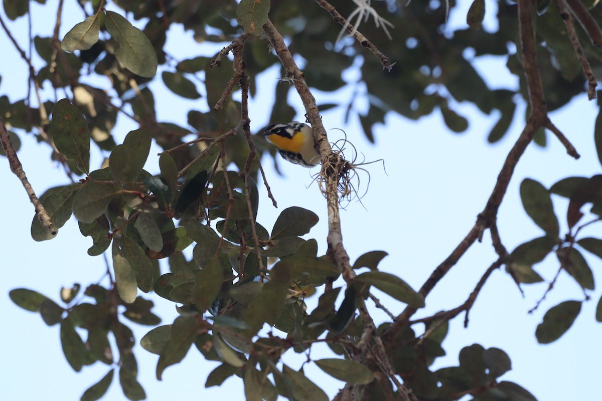 Yellow-throated Warbler - ML646553750