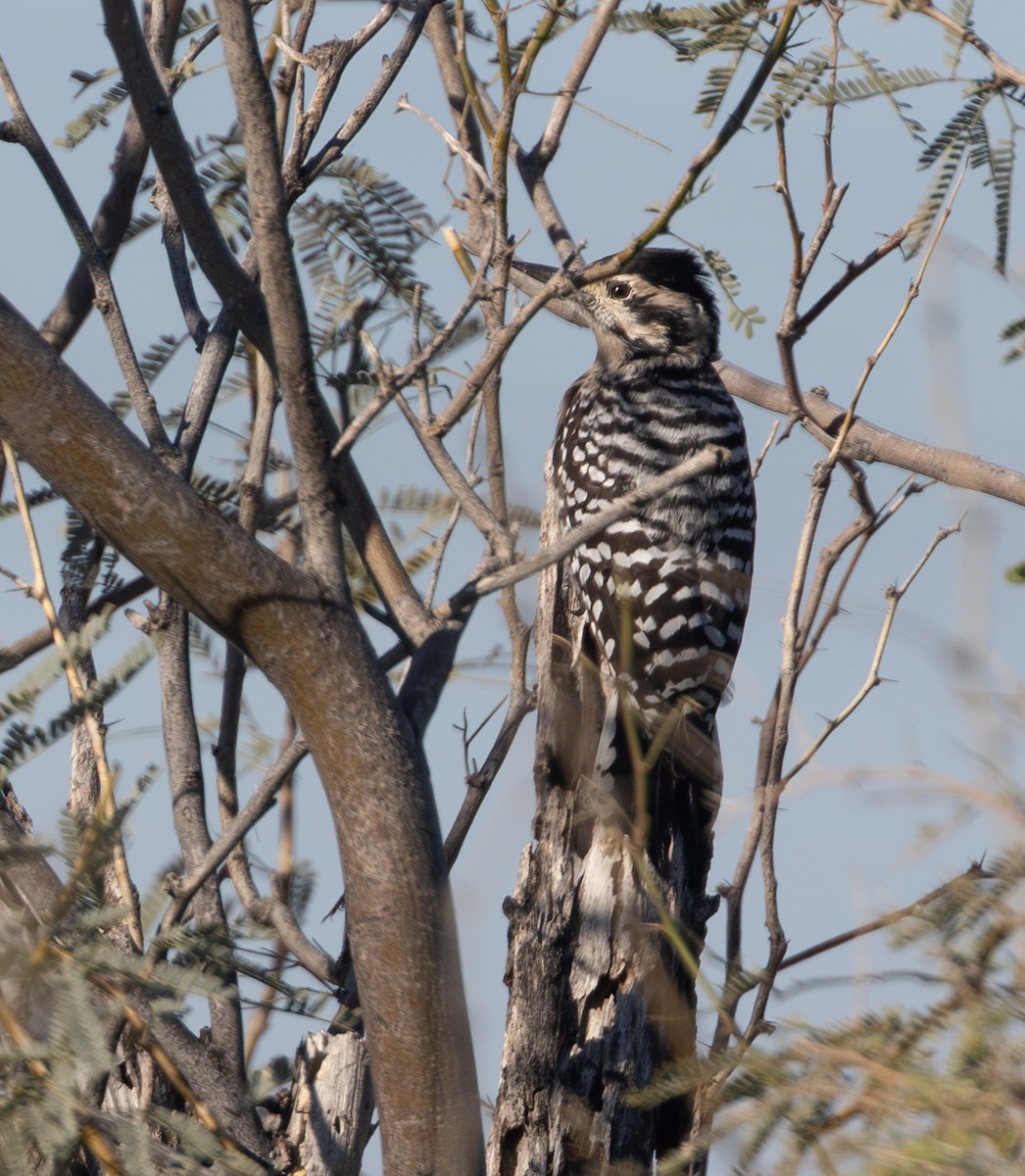 Ladder-backed Woodpecker - ML646553751
