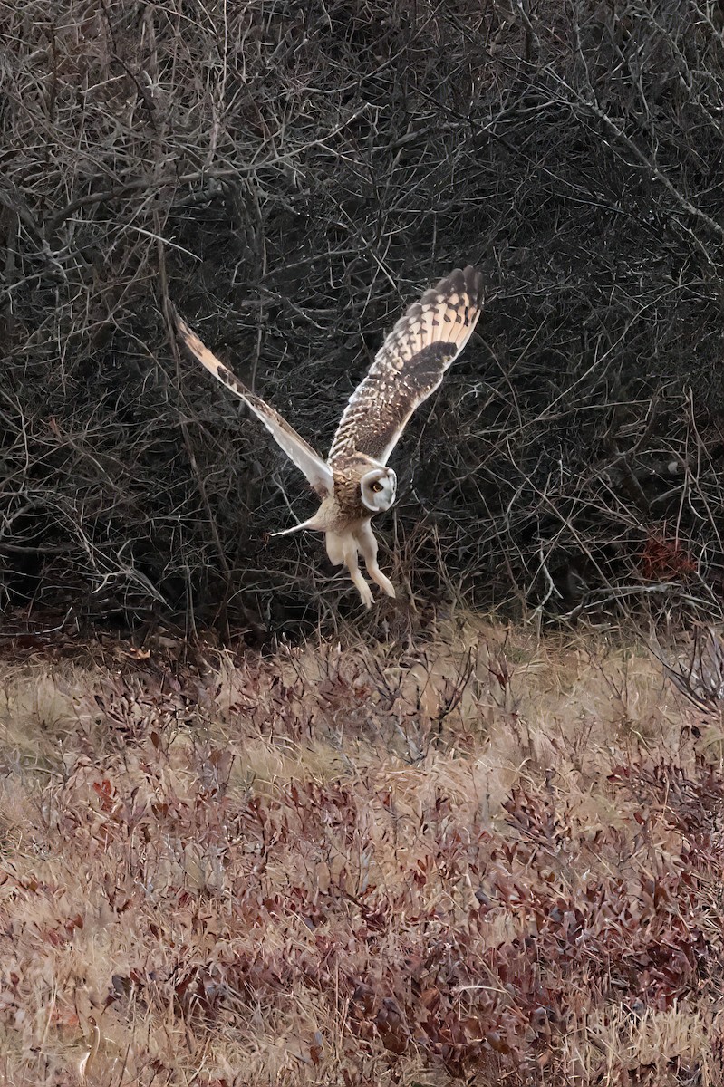 Zingira-hontza - ML646553752