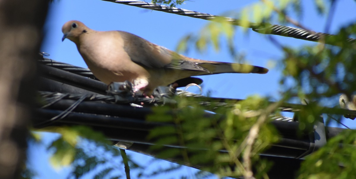 hrdlička karolínská - ML646553753