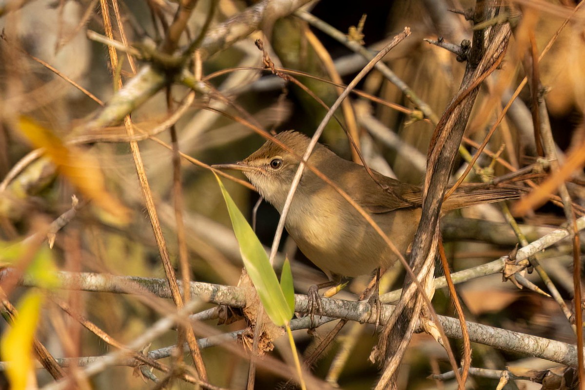 Очеретянка садова - ML646553756