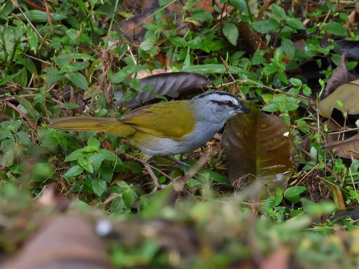 Black-striped Sparrow - ML646553757