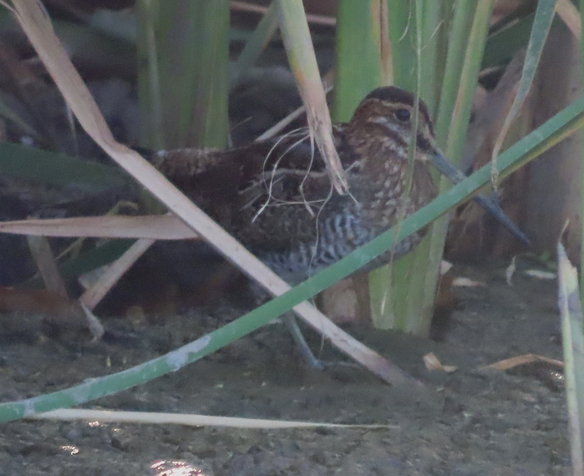 Bécassine de Wilson - ML646553758