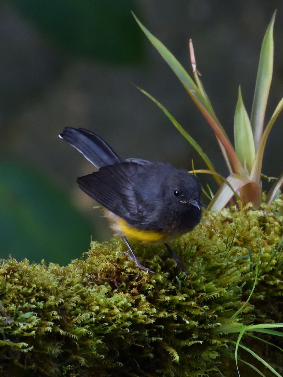 Slate-throated Redstart - ML646553759