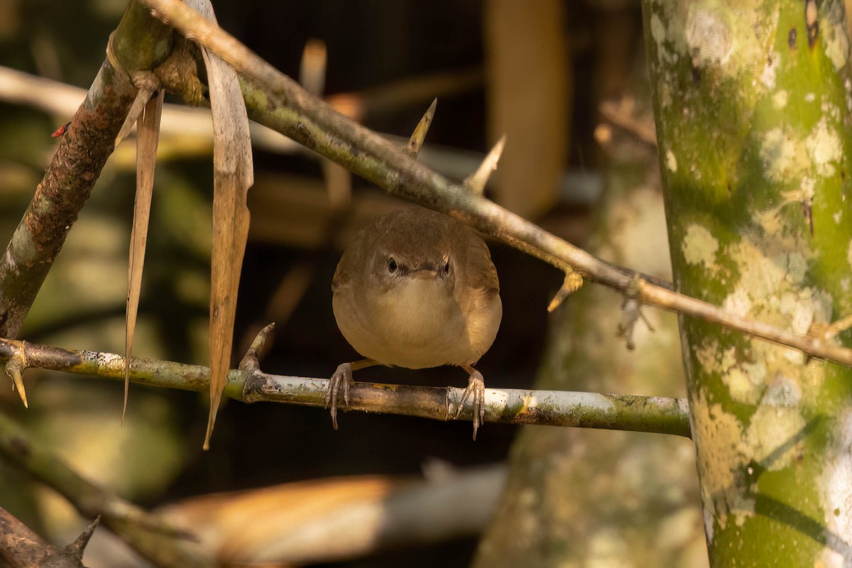 Очеретянка садова - ML646553760