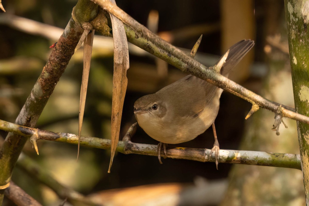 Очеретянка садова - ML646553761