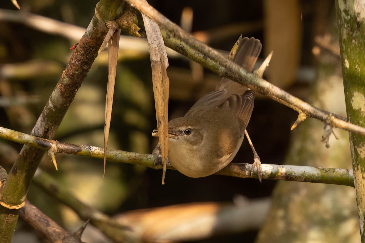Очеретянка садова - ML646553762