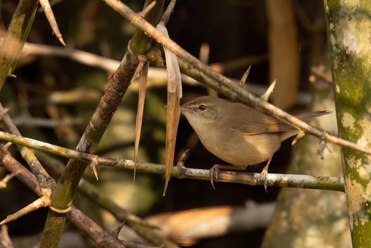 Очеретянка садова - ML646553763