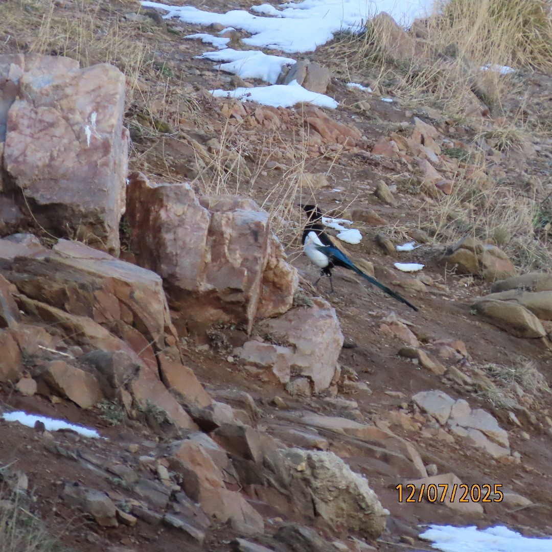 Черноклювая сорока - ML646553765