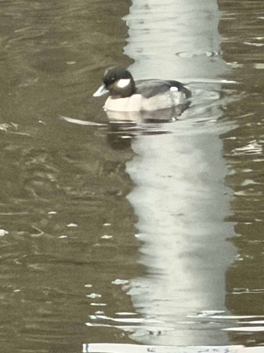Bufflehead - ML646553766