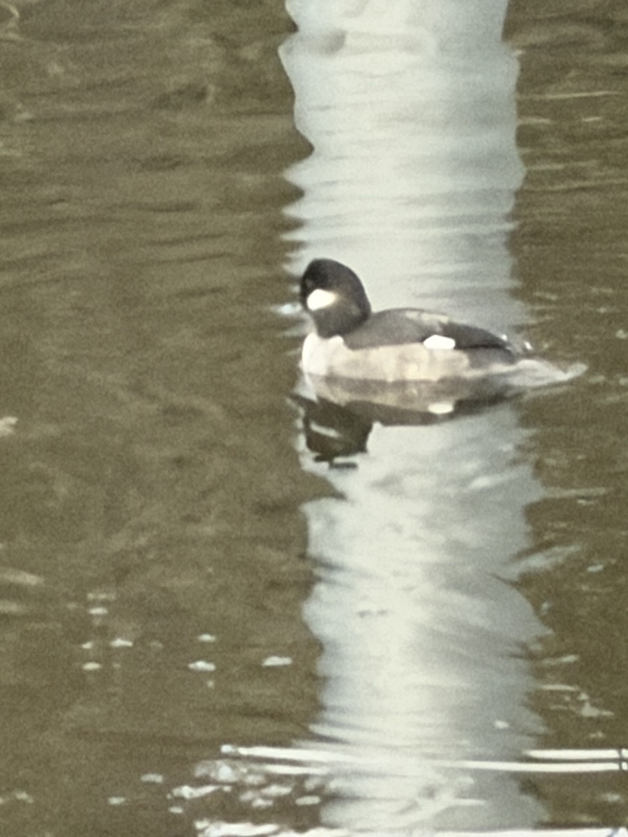 Bufflehead - ML646553767