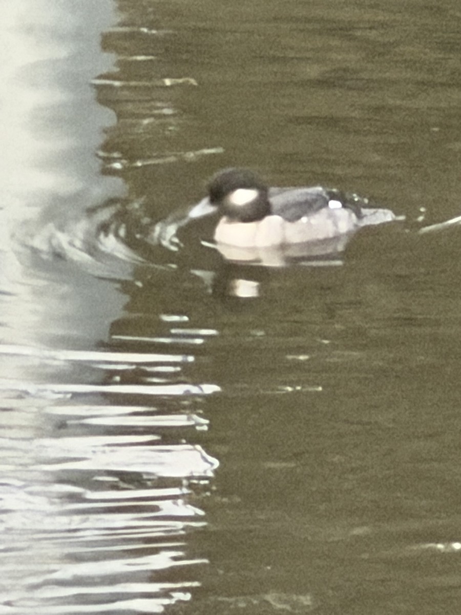 Bufflehead - ML646553768