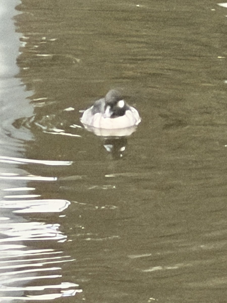 Bufflehead - ML646553769