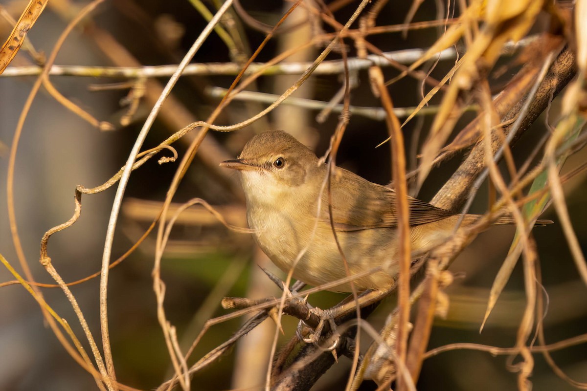 Очеретянка садова - ML646553770