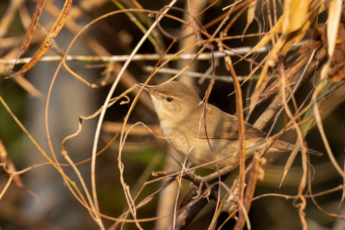 Очеретянка садова - ML646553771
