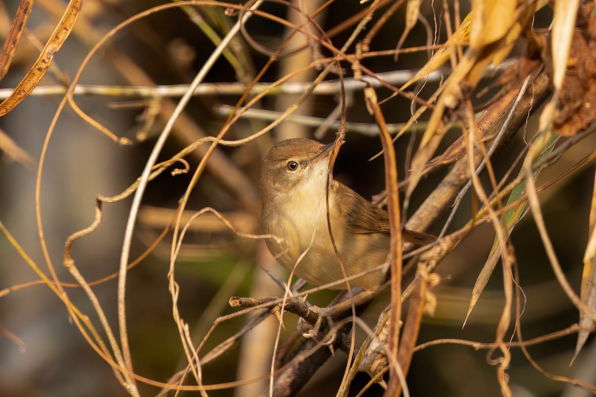 Очеретянка садова - ML646553772